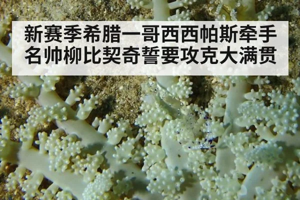 新赛季希腊一哥西西帕斯牵手名帅柳比契奇誓要攻克大满贯